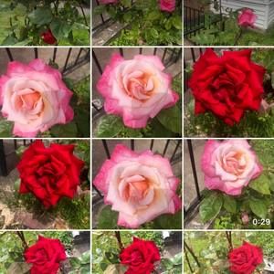 Meet your Posher, Diep